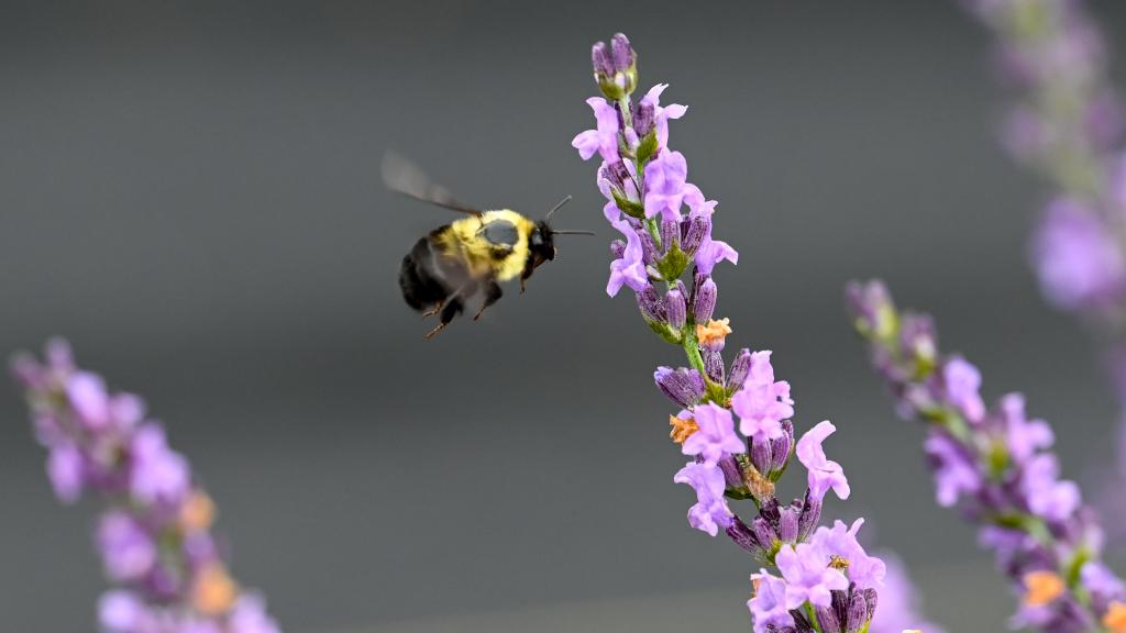 Bee & Lavender
