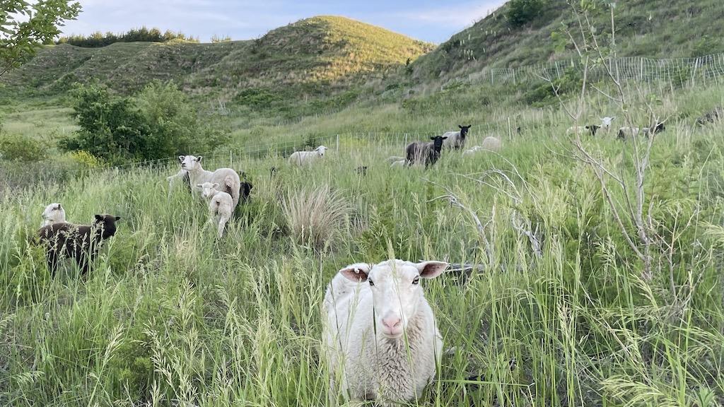 Coral, the flock and the Loess Hills
