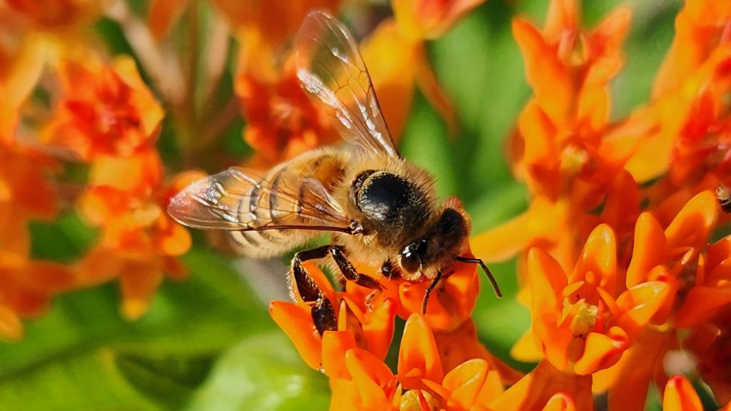 Bee on Flower