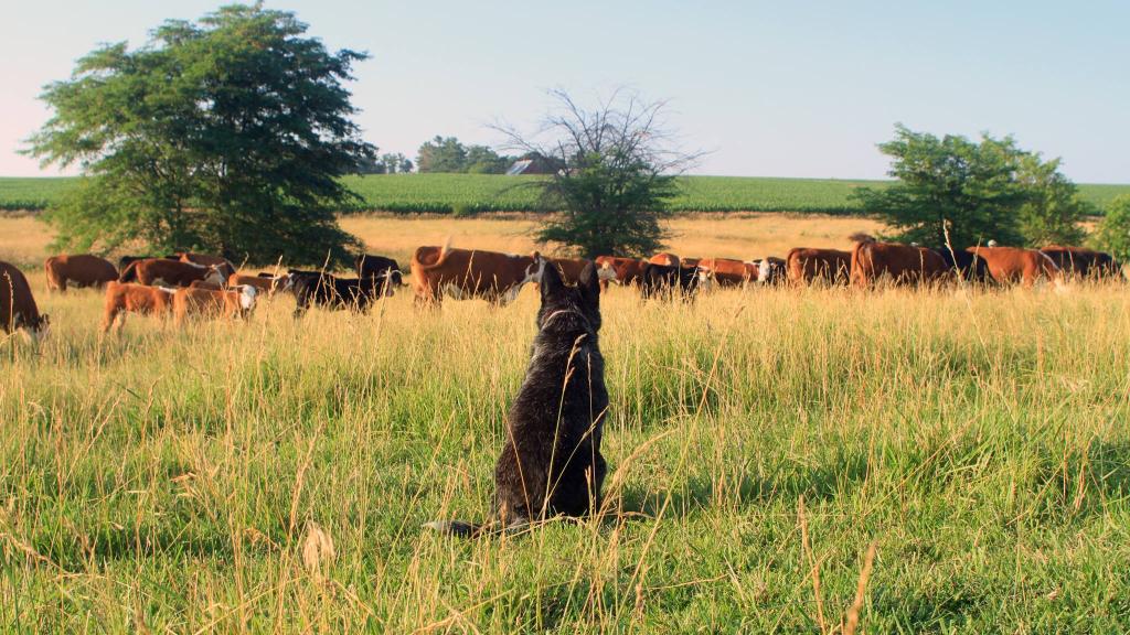 Cattle