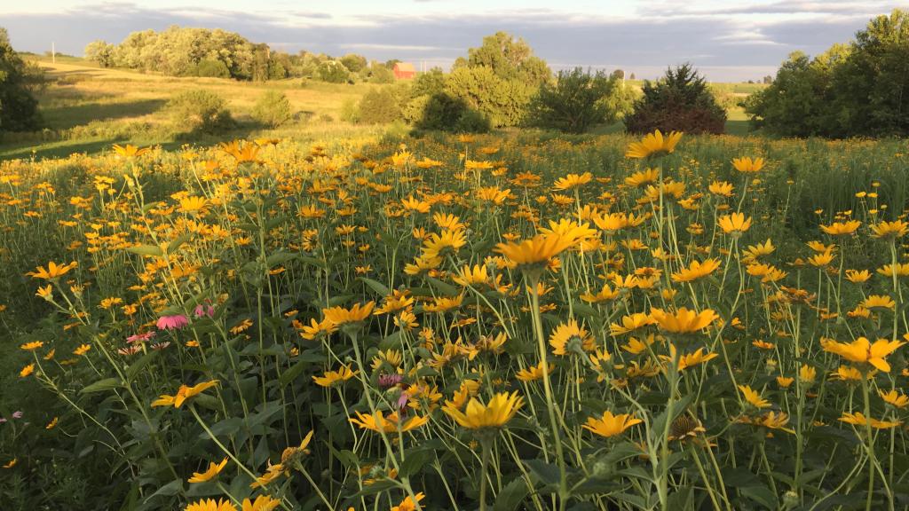 Tallgrass Prairie (restored)