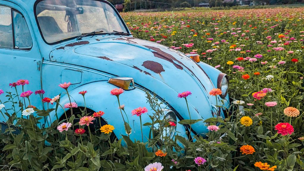 Blue bug in Zinnias