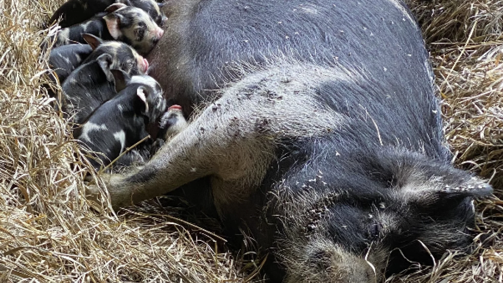 Pigs
