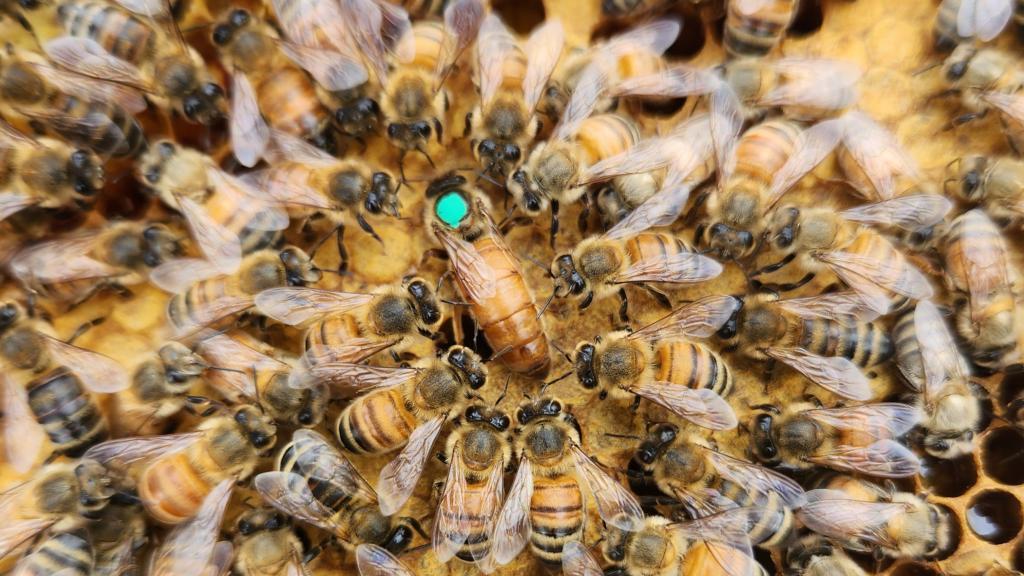 Queen Bee