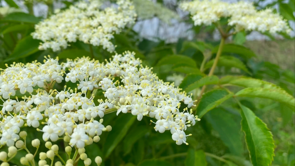 Elderberry blossoms