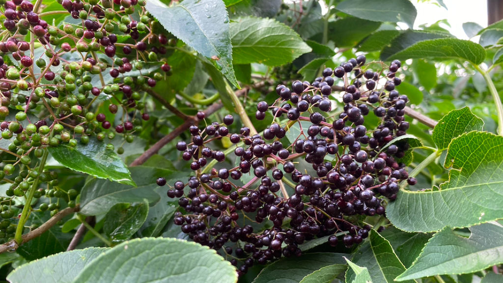 Ripe elderberries ready to harvest