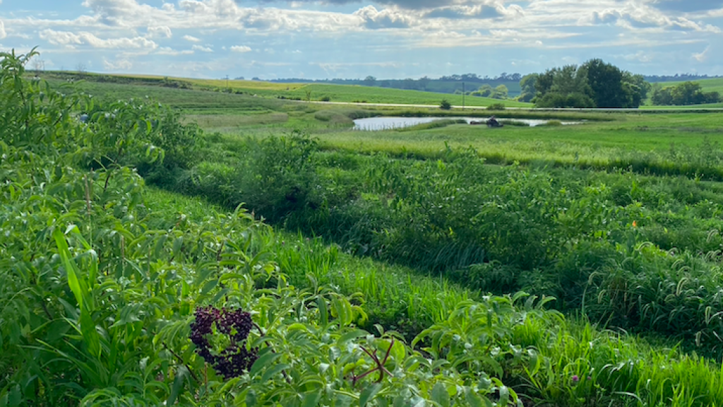 Elderberry field