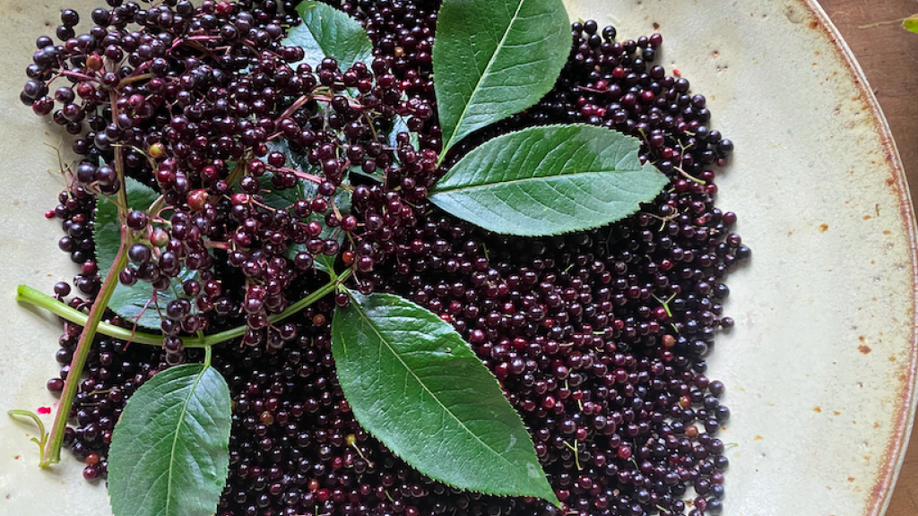 Elderberries ready for baking