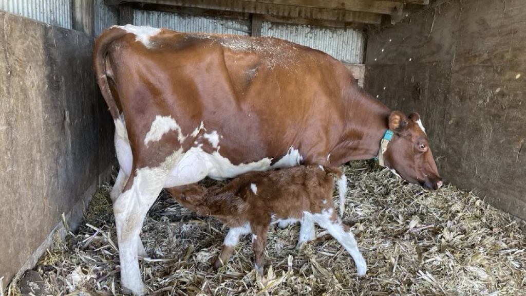 Cow and calf