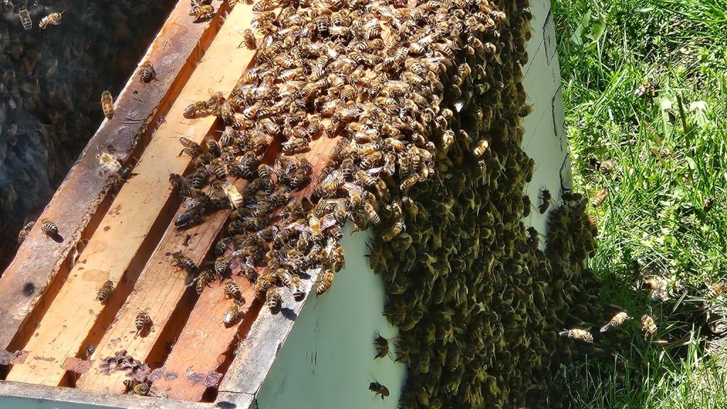 Hives