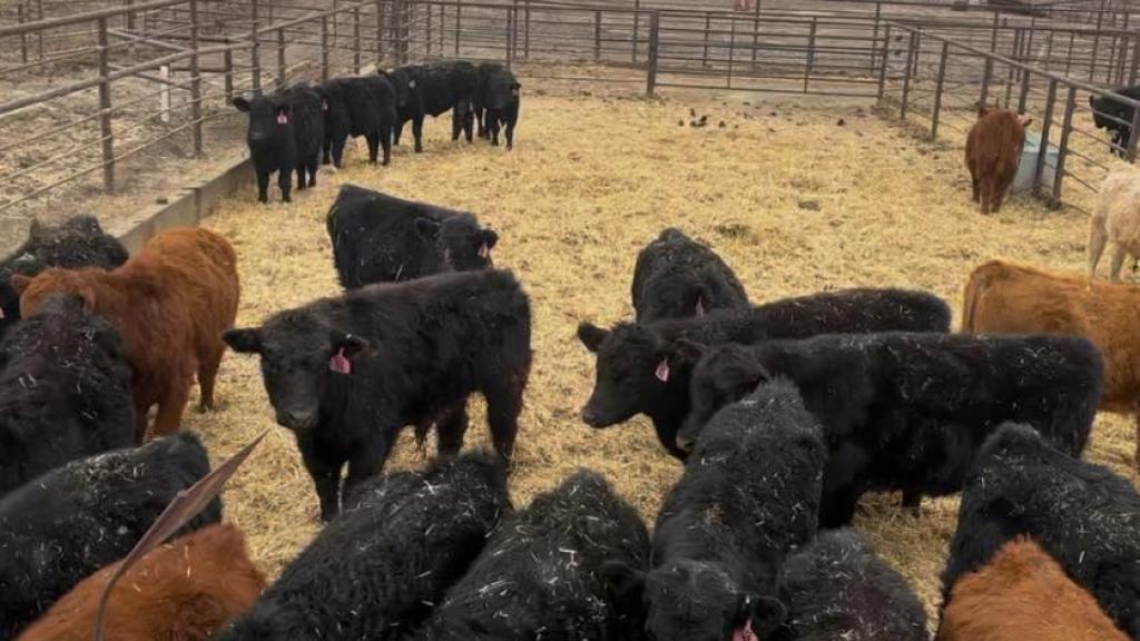 cattle