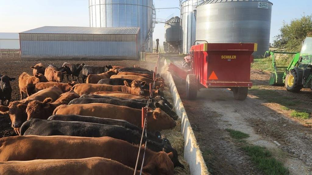 cattle