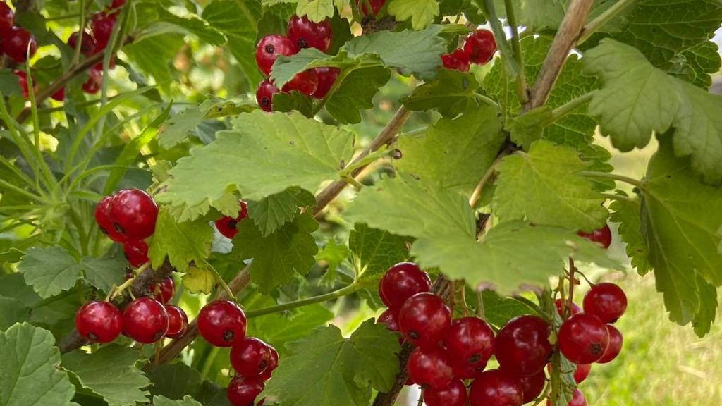 Red currants