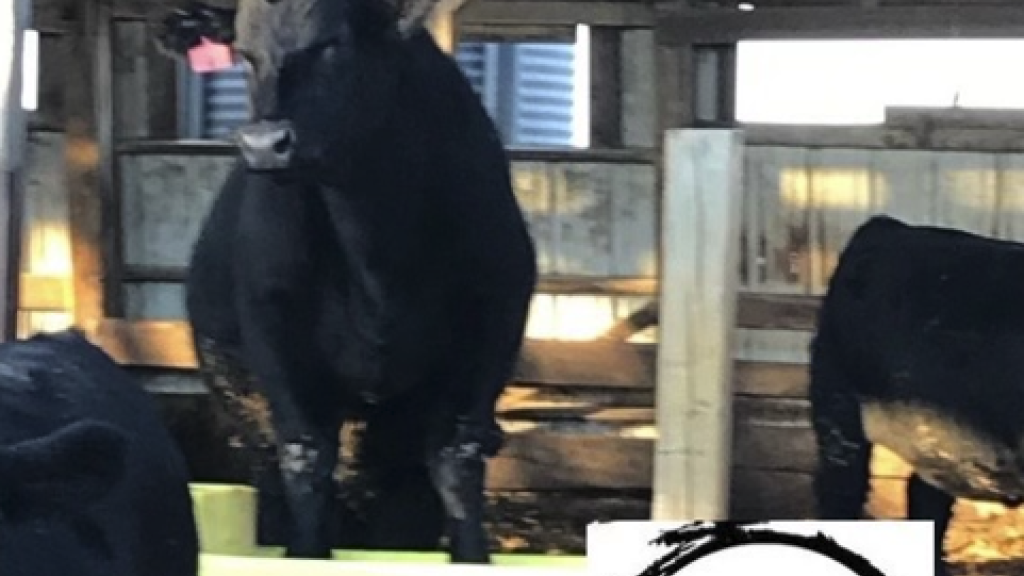 Cattle