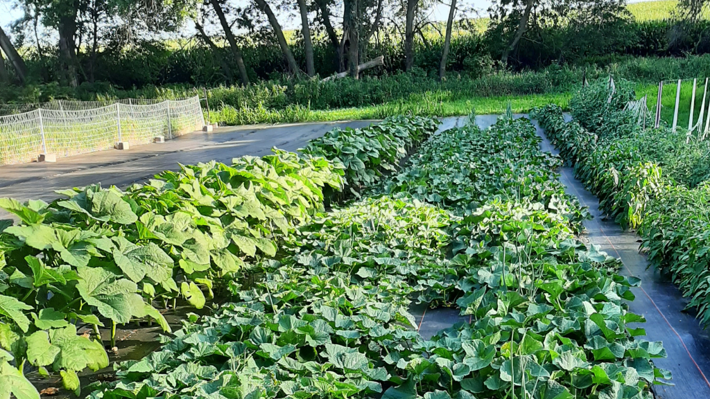 Long rows of thriving vegetable plants in a garden.