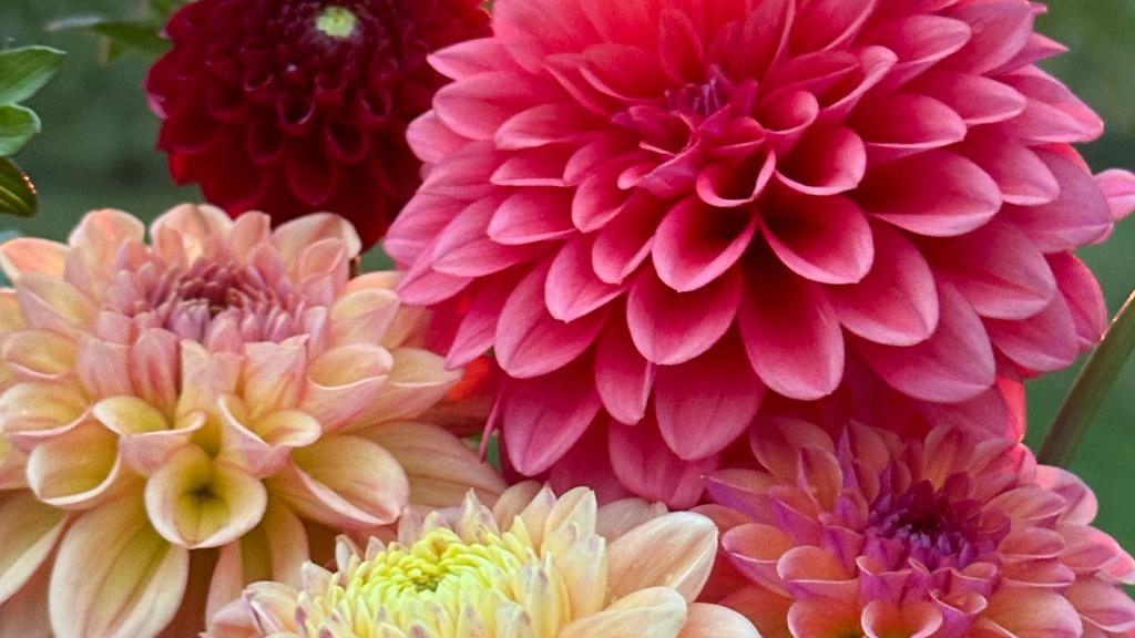 Pink and yellow dahlias with bright orange and yellow sunset. 