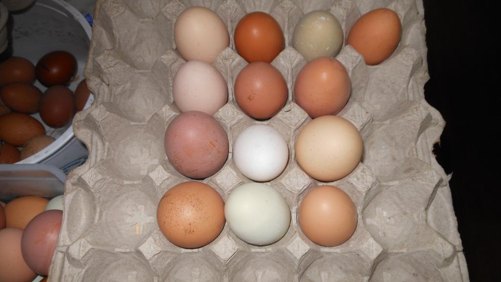 Eggs