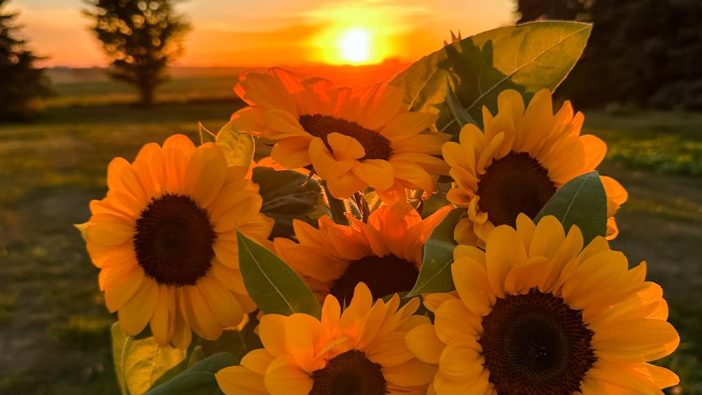 Yellow sunflowers with a sunset in the background. 