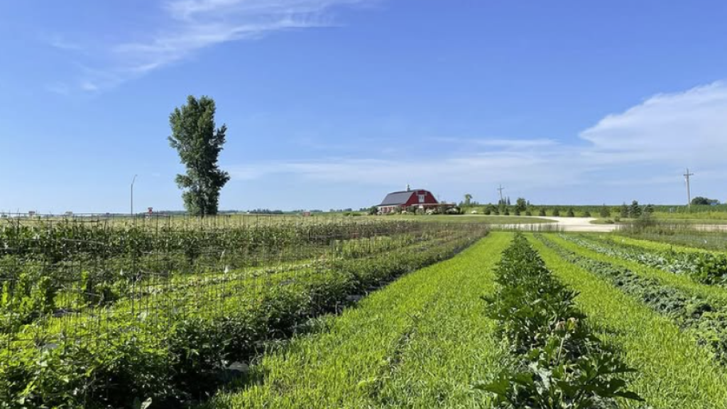 field