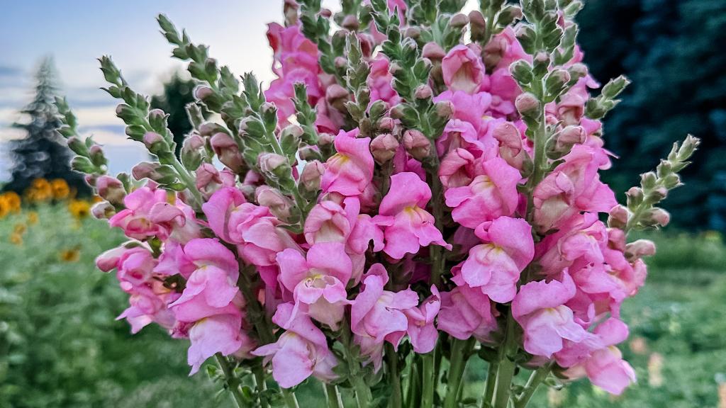 Pink snapdragons set against a light blue sky. 