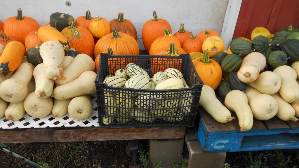 Squash