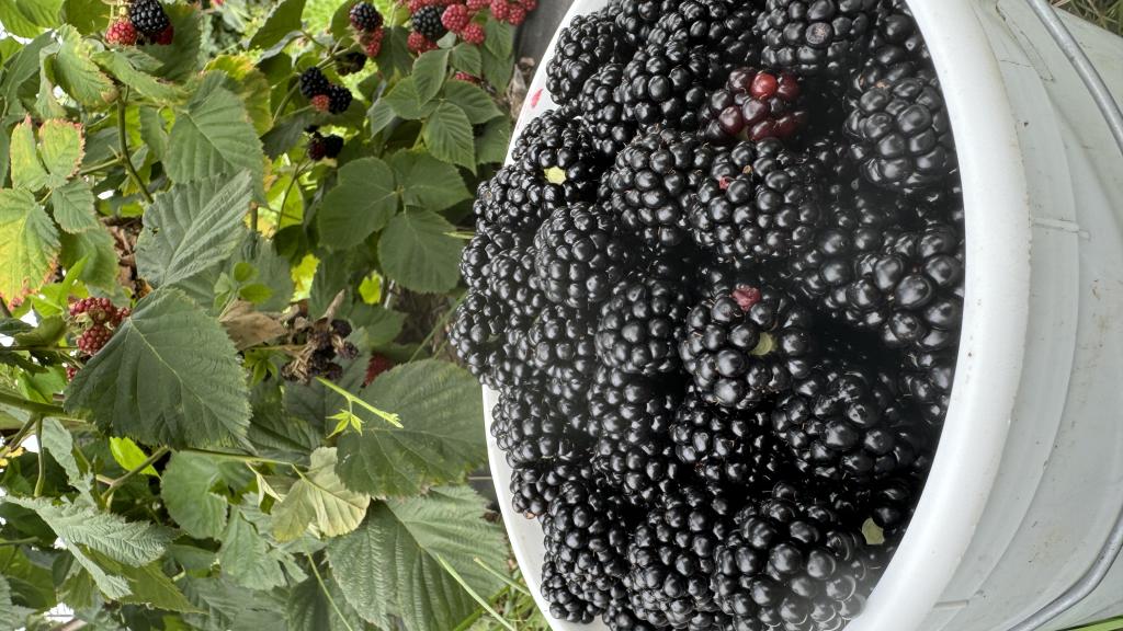 Bucket of Blackberries