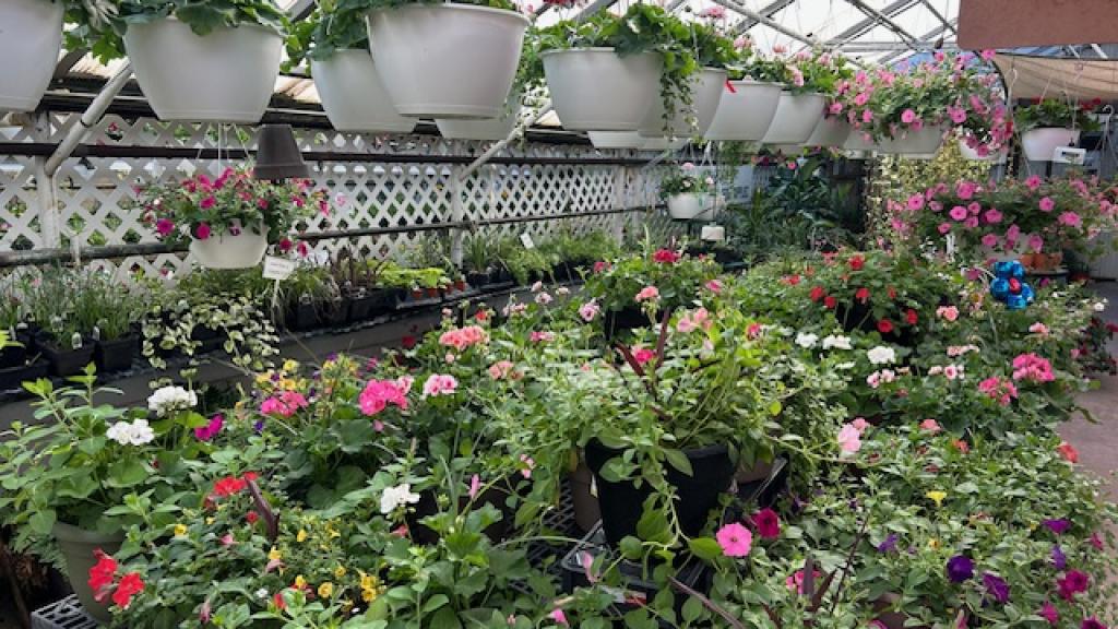 Many greenhouses to graze in!