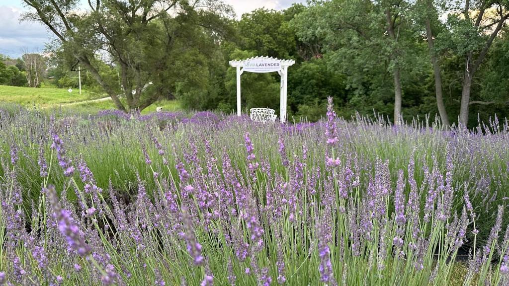 A photo of the Iowa Lavender Farm in Bloom