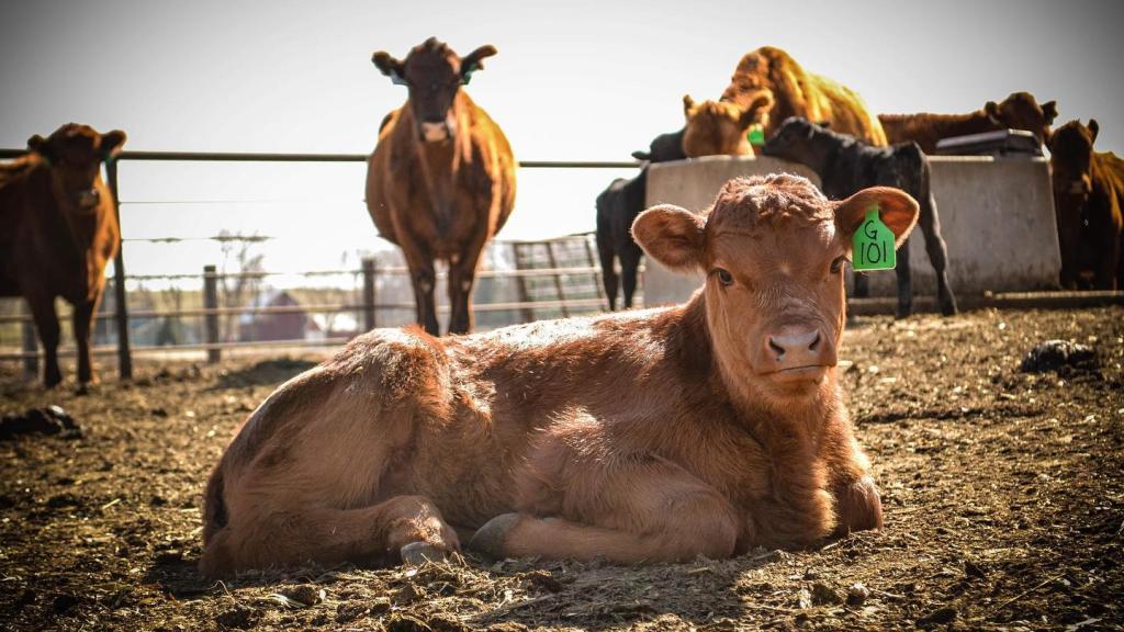 We raise nutritious, high quality beef.
