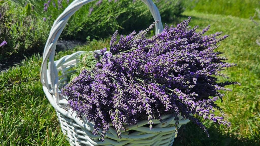 Photo of Iowa Lavender in a basket