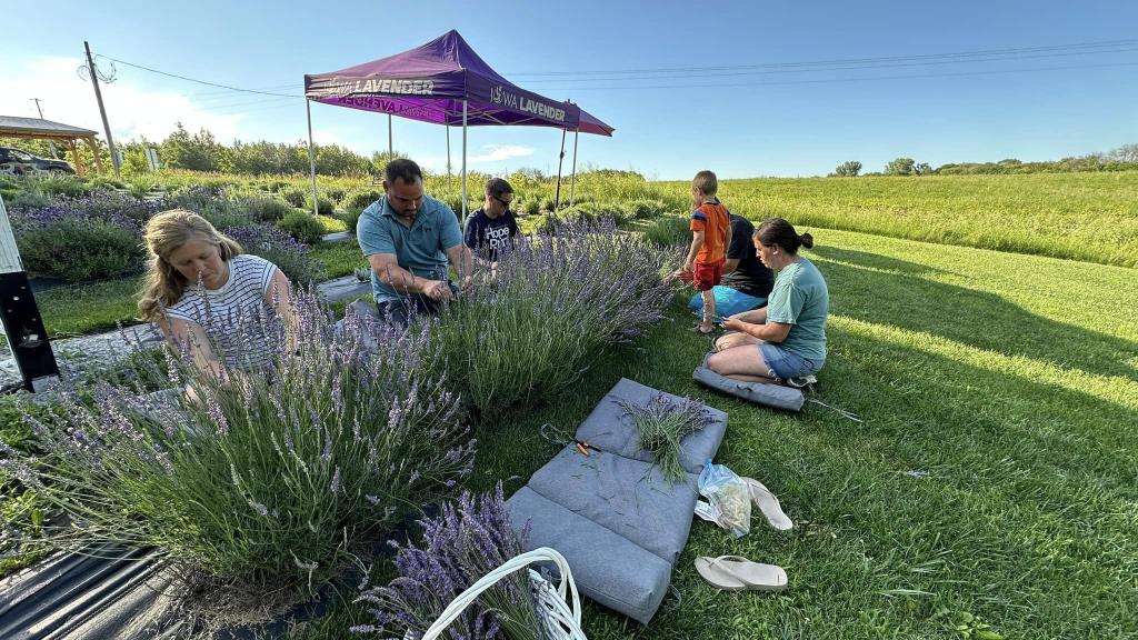 People picking their own bundle of lavender