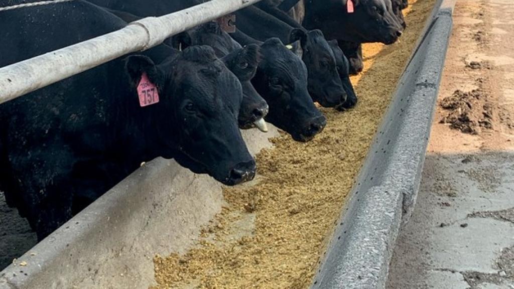 Cattle