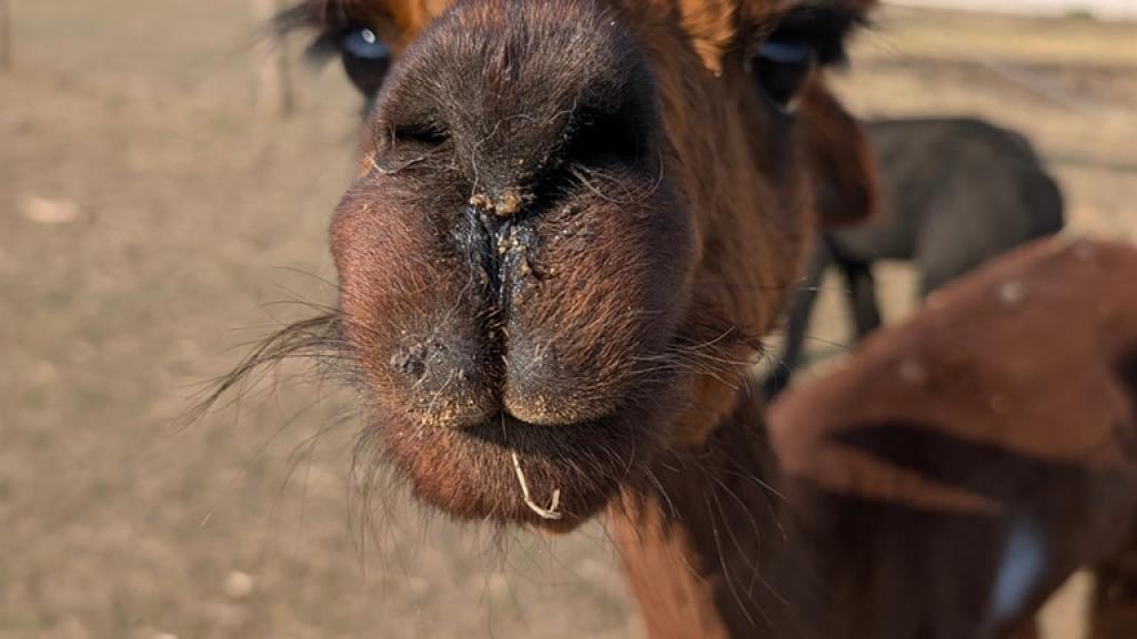 Alpaca