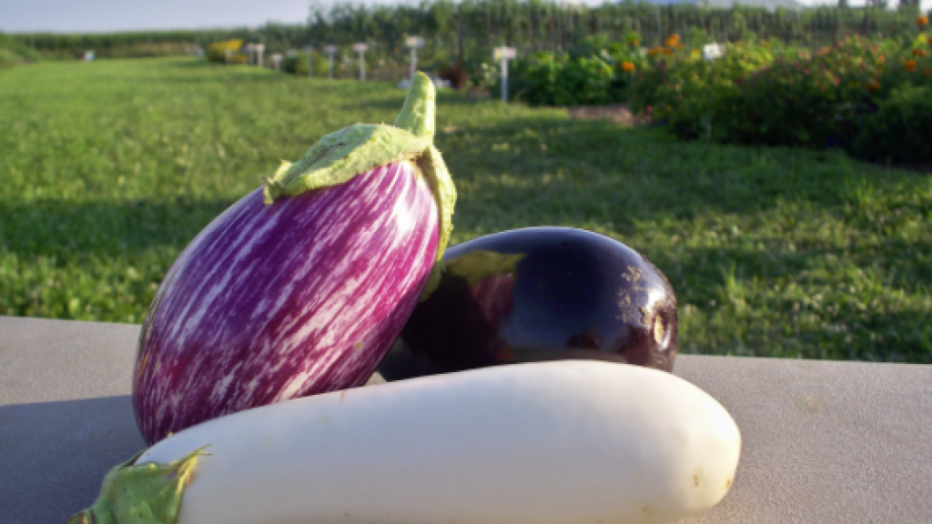 Eggplant