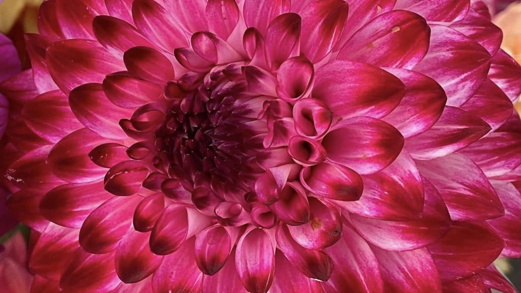 Dahlias grown by Excelsior Farm