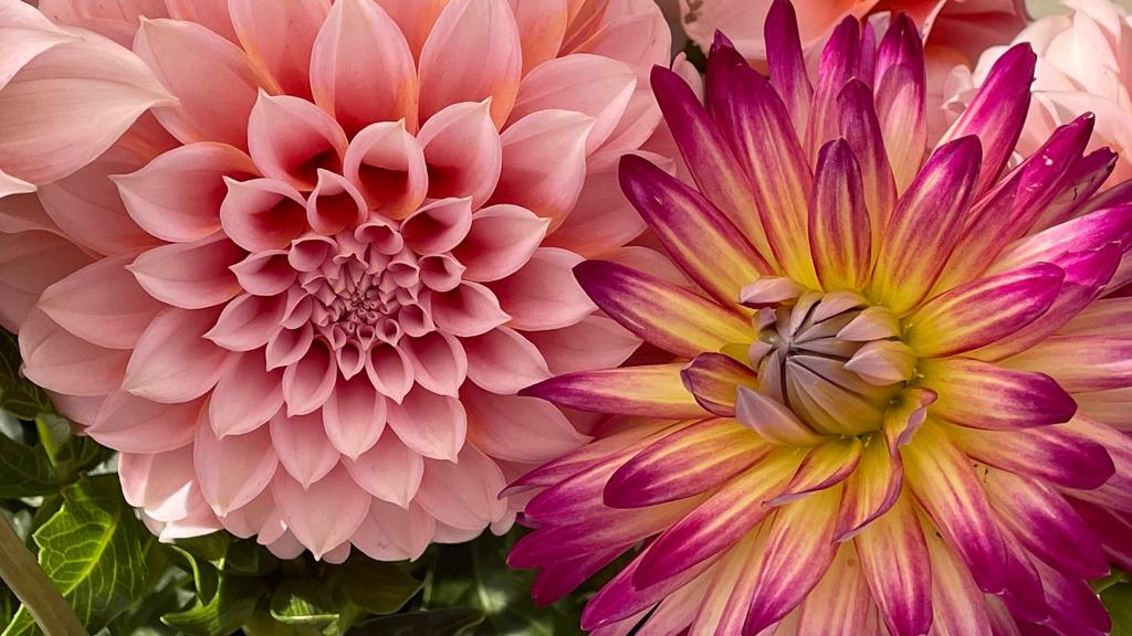 Dahlias grown by Excelsior Farm
