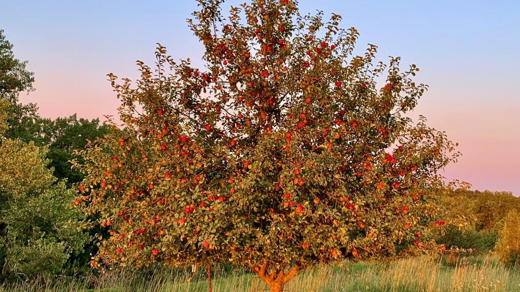 An apple tree with a great crop of bright red apples on it.
