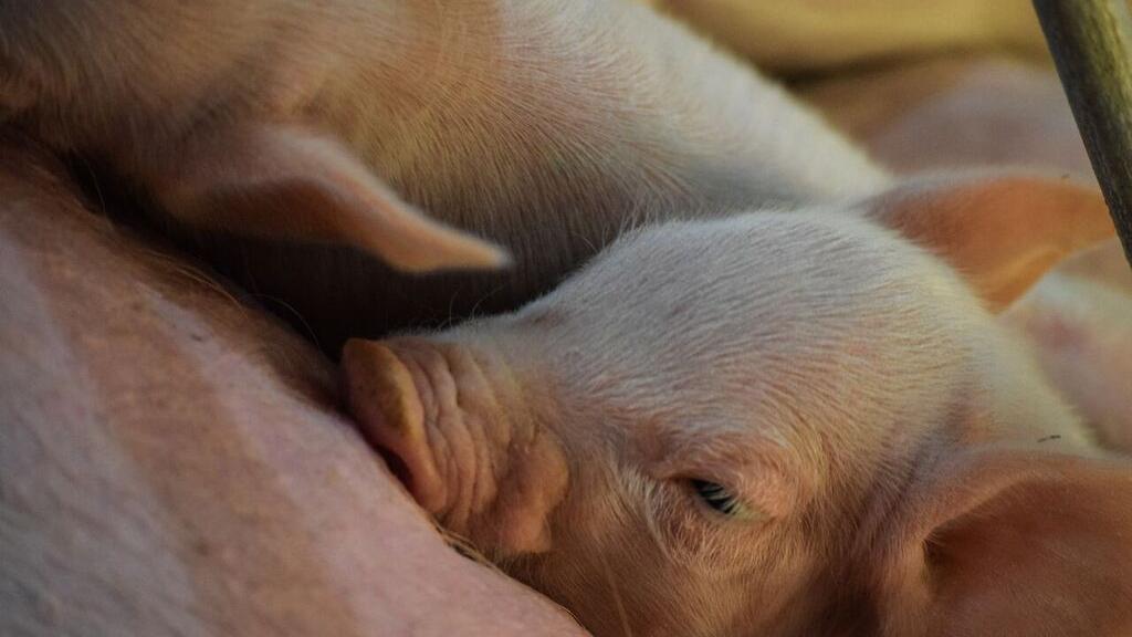 Pigs