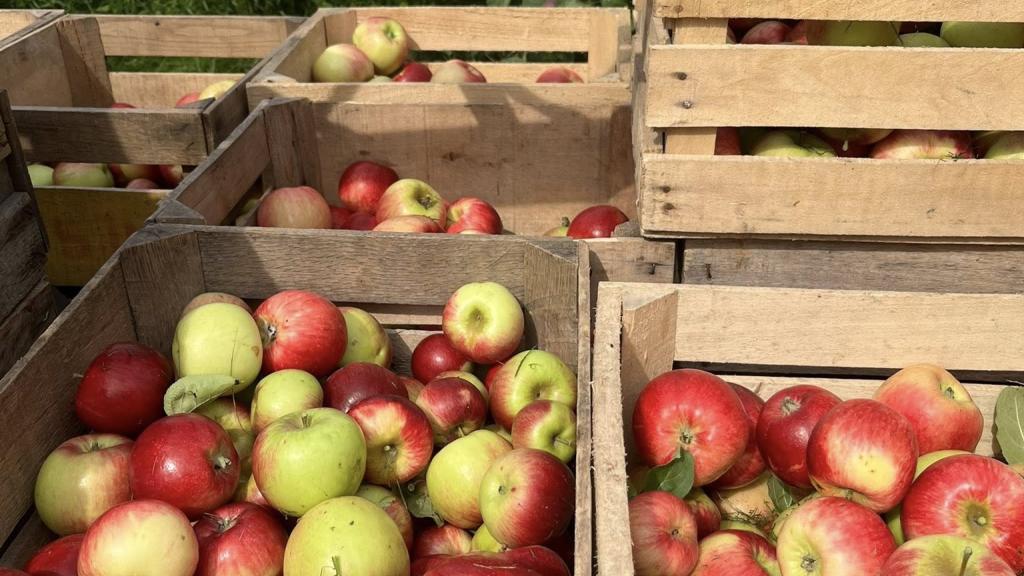 Apples