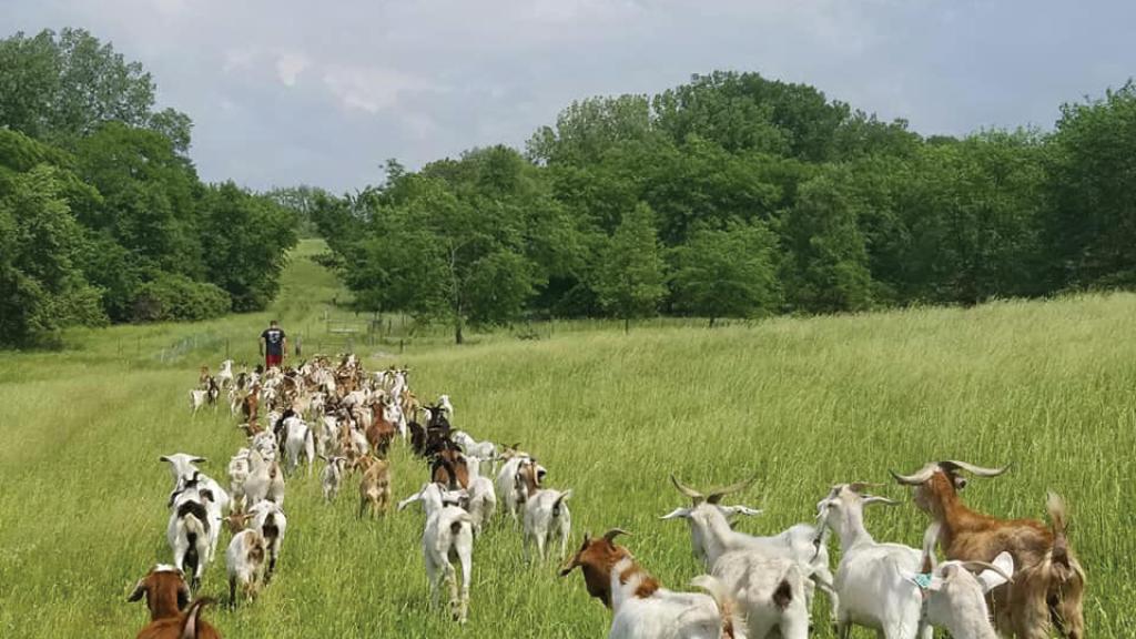 Iowa Kiko Goats