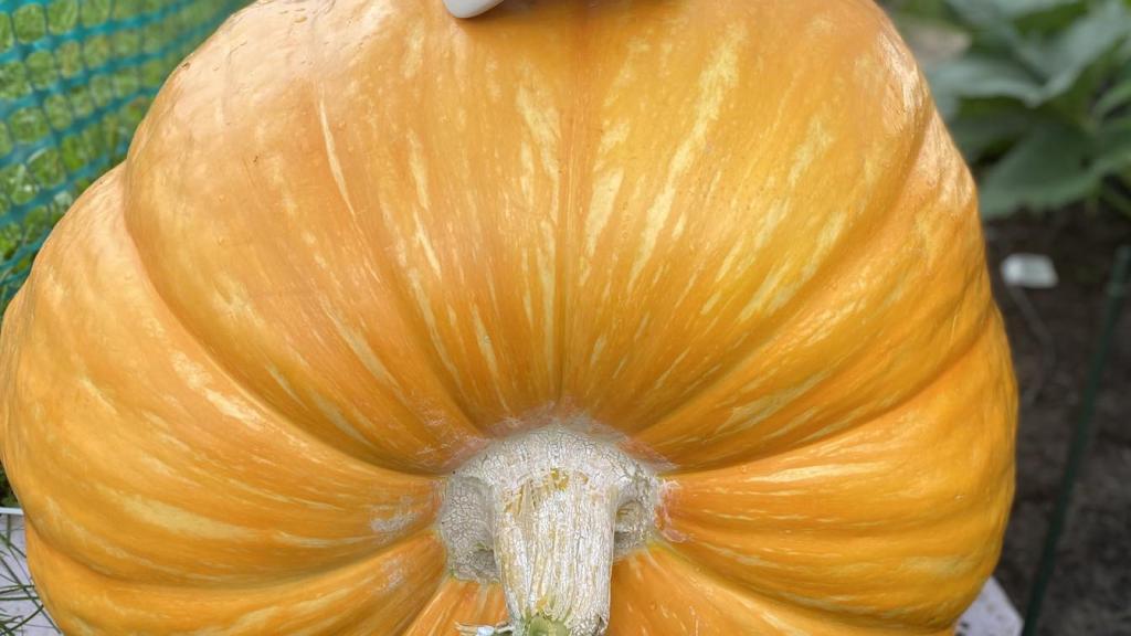 Pumpkin