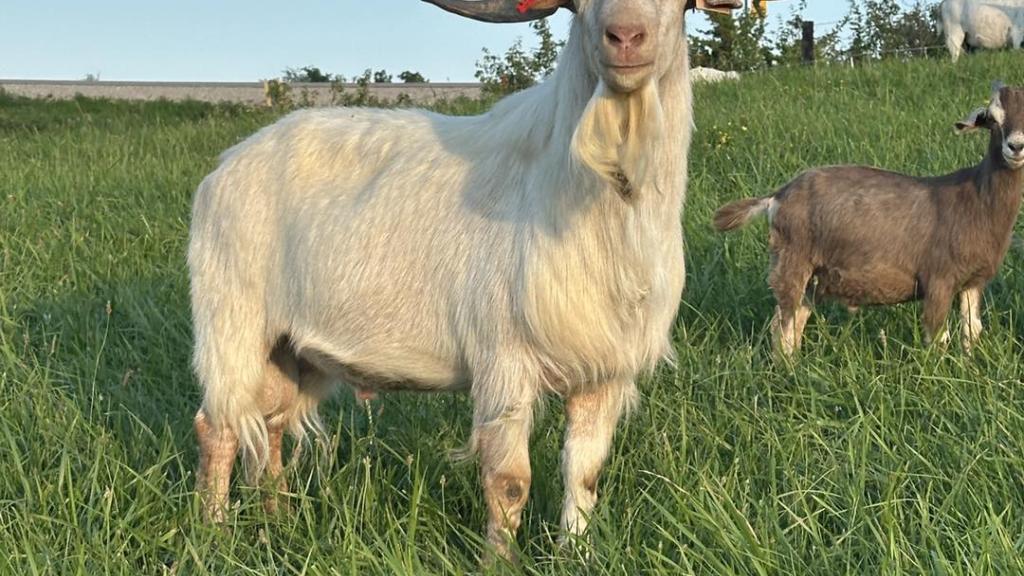 Kiko male
