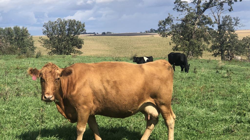 Beef