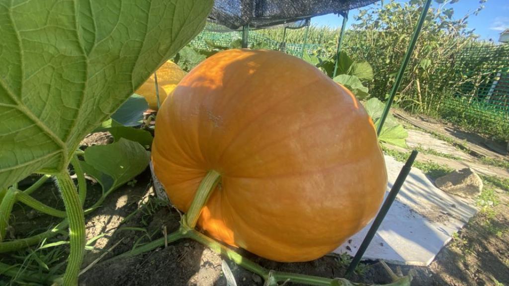 Pumpkin