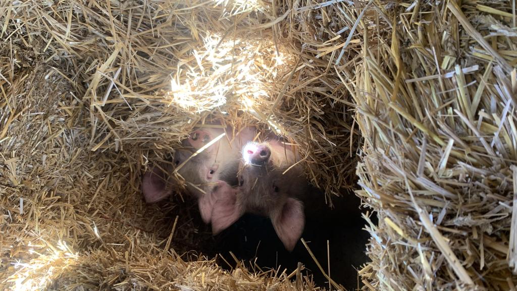 Cozy Pigs