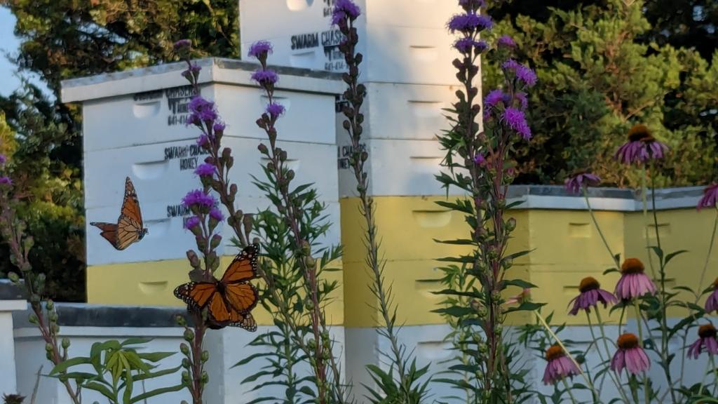 Summer hives, wildflowers, and monarchs