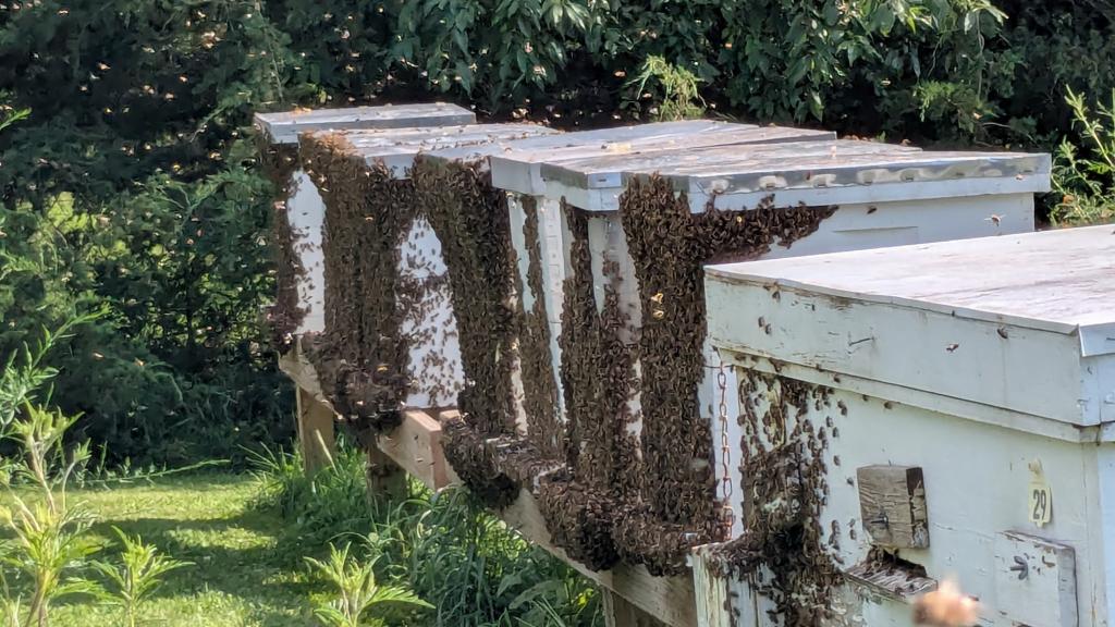 Bees bearding on hives