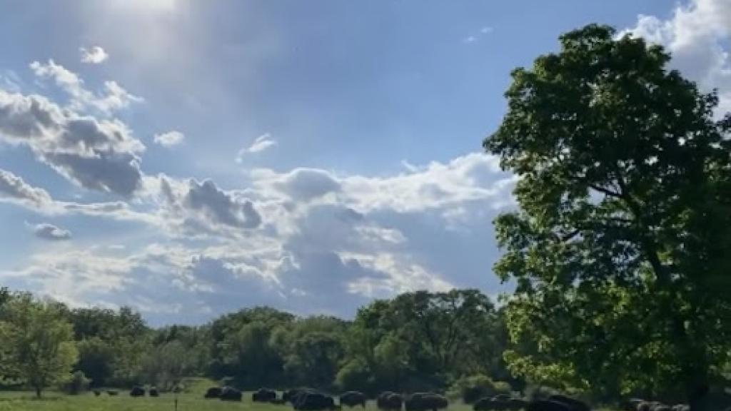 Bison pasture