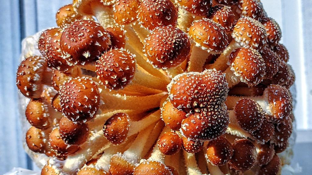Chestnut mushroom