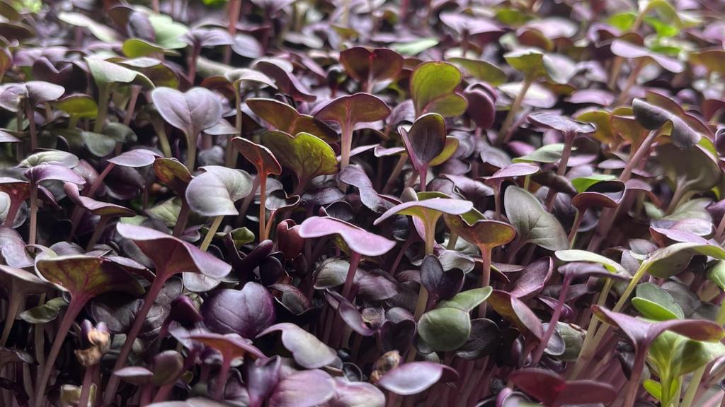 Greens